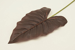 Алоказия Нерти пахучая одиночный лист 65см 1620